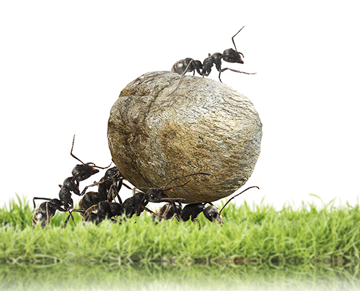 team of ants rolls stone